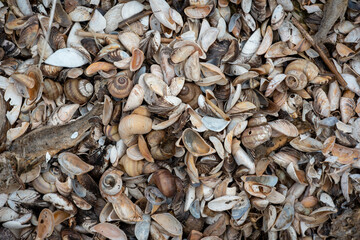 close up of a pile of seashells