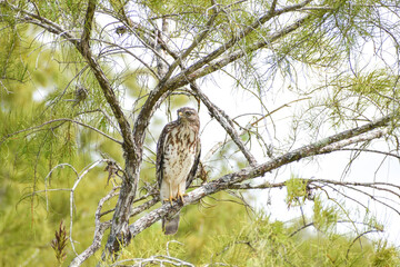 Broad-Winged Hawk perched in a tree in Big Cypress National Preserve, Florida