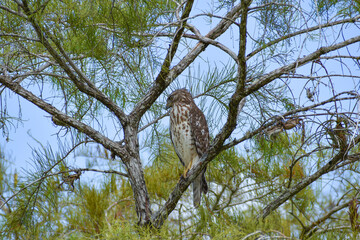 Broad-Winged Hawk perched in a tree in Big Cypress National Preserve, Florida