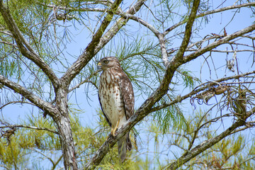 Broad-Winged Hawk perched in a tree in Big Cypress National Preserve, Florida