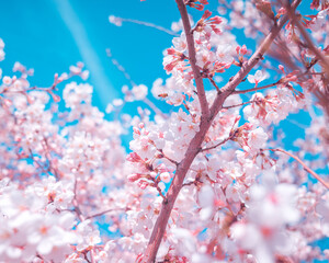 Cherry blossoms