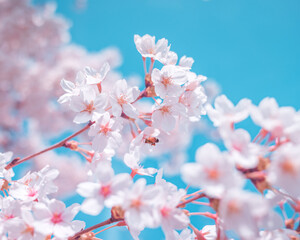 Cherry blossoms