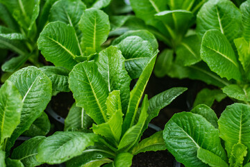 Organic greens cos lettuce in plastic pot. Fresh vegetabila in the garden. Healthy food for weight lost concept. Hight fiber and High vitamin. Green salad. top view.