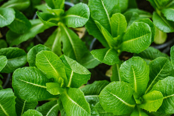 Organic greens cos lettuce in plastic pot. Fresh vegetabila in the garden. Healthy food for weight lost concept. Hight fiber and High vitamin. Green salad. top view.