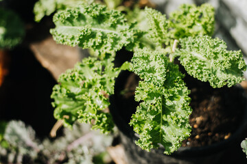 Green curly kale plant in a vegetable garden. Curly kale growing in the field in Thailand. 