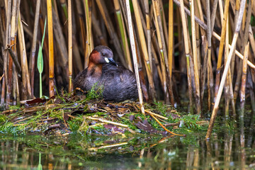 Zwergtaucher (Tachybaptus ruficollis) auf dem Nest