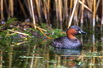 Zwergtaucher (Tachybaptus ruficollis) am Nest