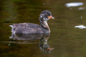 Zwergtaucher (Tachybaptus ruficollis)