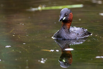 Zwergtaucher (Tachybaptus ruficollis)