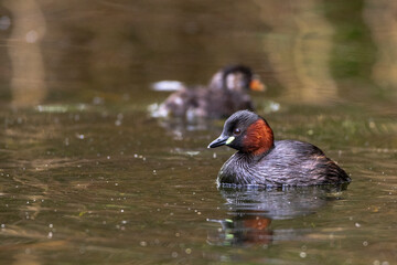 Zwergtaucher (Tachybaptus ruficollis)