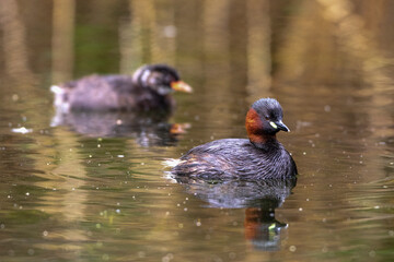 Zwergtaucher (Tachybaptus ruficollis)