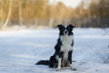 The Border Collie dog poses in a slightly winter scenery