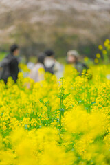 菜の花畑に集まる人々