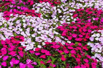 Set of flowers in different shades of pink for background