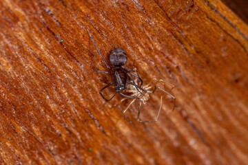 Small Brown Spitting Spider