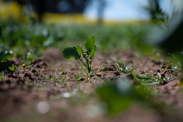 canola sprout