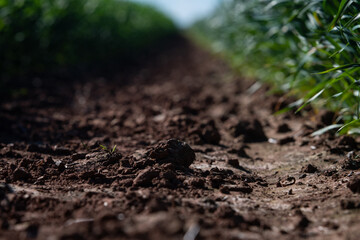 Soil