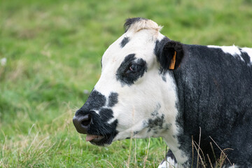 portrait of a black and white cow, mixed breed blanc blue belge