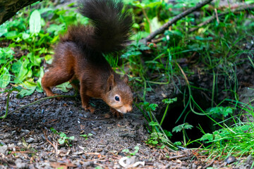 Naklejka na ściany i meble Red Squirrel (Sciurus vulgaris)