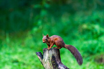 Red Squirrel (Sciurus vulgaris)