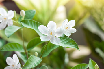 White wrightia antidysenterica flower bloom in the garden with sunlight on blur nature background.