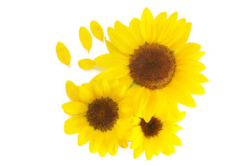 floral background of yellow sunflowers on a white background
