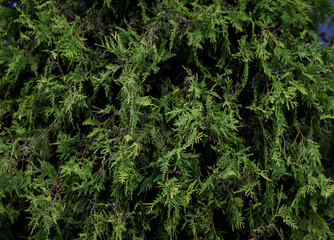 material green fir hedge close-up