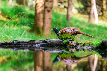 Obraz premium Common Pheasant (Phasianus colchicus)