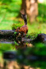 Red Squirrel (Sciurus vulgaris)