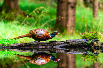 Common Pheasant (Phasianus colchicus)
