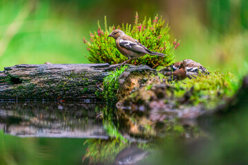 Common chaffinch (Fringilla coelebs)