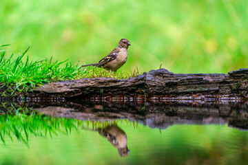 Common chaffinch (Fringilla coelebs)