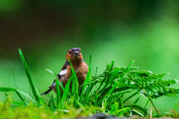 Common chaffinch (Fringilla coelebs)