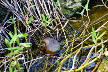 Apple Snail on a rock in the swamp