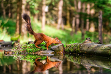 Red Squirrel (Sciurus vulgaris)