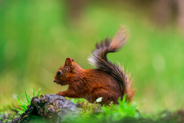 Red Squirrel (Sciurus vulgaris)