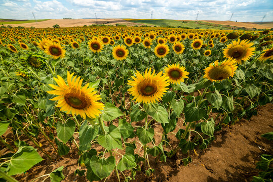 Sunflower Field. Beautiful sunflowers on sunny summer day..