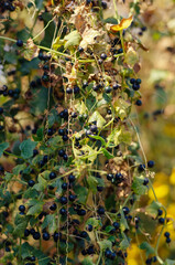 Solanum nigrum, the European black nightshade or simply black ni