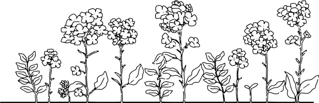 手描き菜の花の挿絵イラスト Stock Vector Adobe Stock