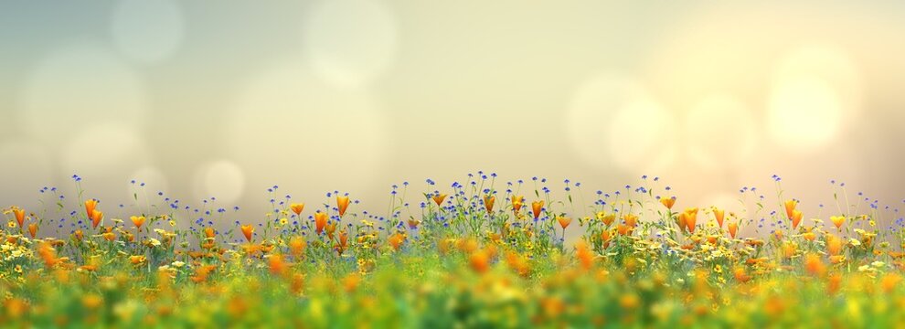 Panorama of a flower meadow in summer, 3d rendering