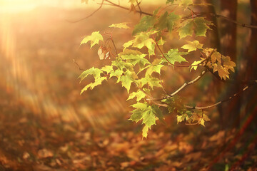 abstract autumn fall background leaves yellow nature october wallpaper seasonal