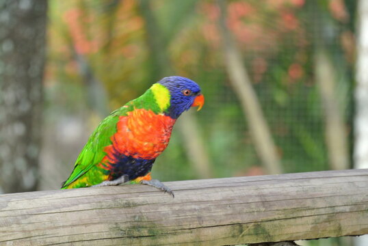 Lori Arco Iris 