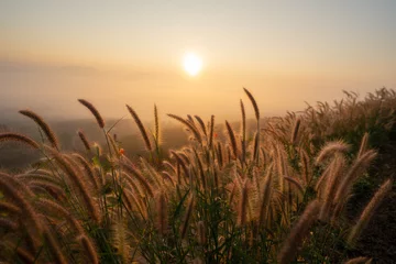 Fotobehang Slaapkamer Close-up van mooie lange gouden gras bloemen in een groen grasveld langs de landelijke heuvels met wazig verre berglandschap en zachte gouden lucht op de achtergrond op een rustige zonsondergang of zonsopgang.  © Siam Stock
