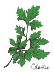 Hand drawn outline digital jpg image.  Green cilantro branch on white background. Fresh herbs art print for label, packaging, product design