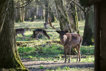 Deers in the forest in Germany
