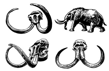 Graphical illustration, skulls of mammoth and mammoth walking,vector