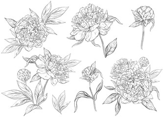 Floral set with peonies and leaves, flower buds. Line art, vintage graphics. Black and white - 453568295
