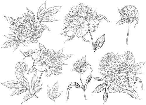 Floral set with peonies and leaves, flower buds. Line art, vintage graphics. Black and white