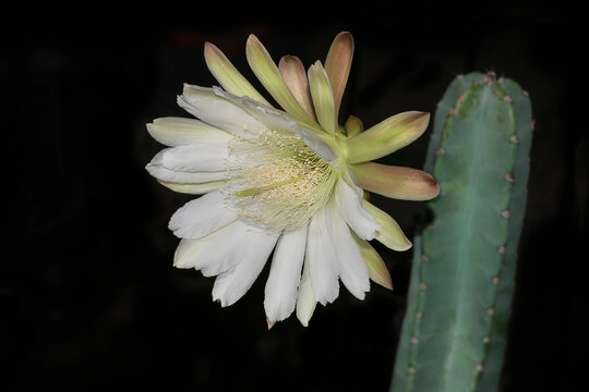 stunning white night blooming Cereus repandus Peruvian Apple Cactus flower and a blurred branch on a black background