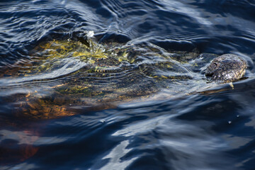 Alligator looks at camera while covered in algae